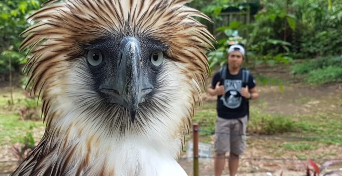 The largest of the extant eagles in the world (7 ft wingspan) – The Philippine Eagle