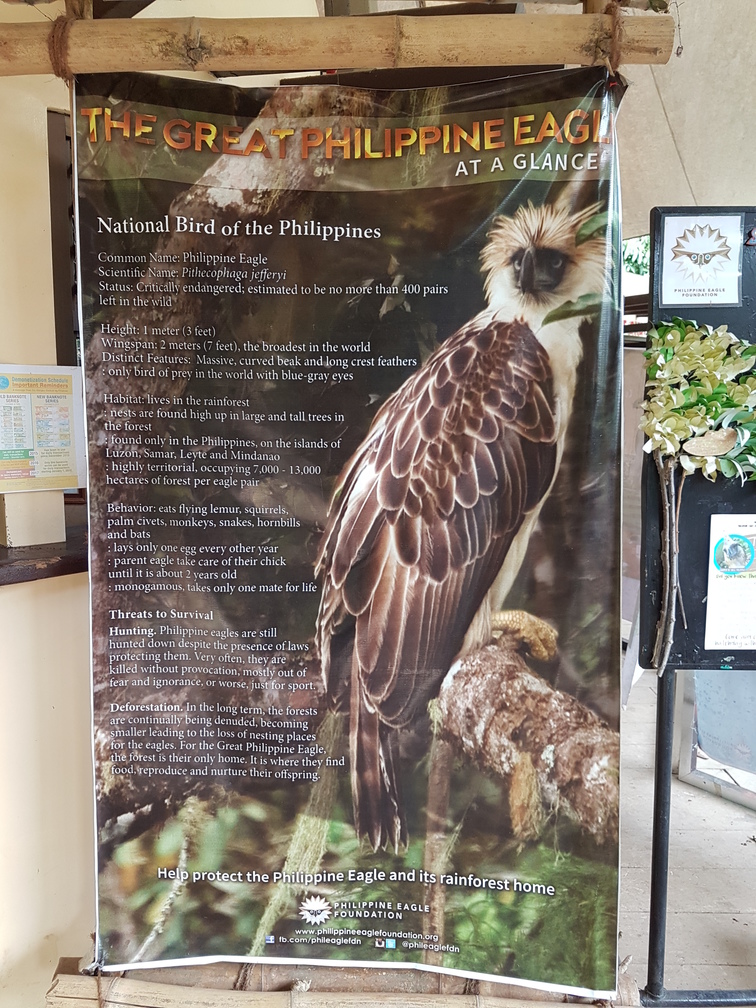 Taken from this tarp in the Philippine Eagle Center